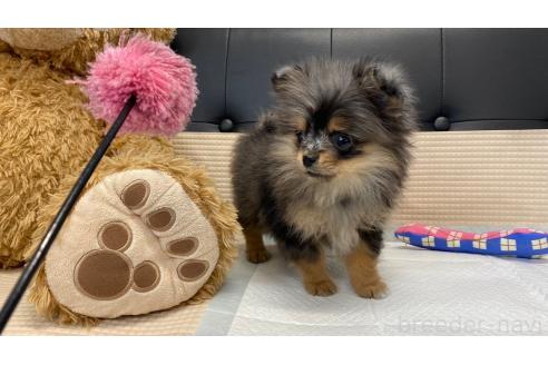 成約済の兵庫県のポメチワ:ポメラニアン×チワワ-351362の12枚目
